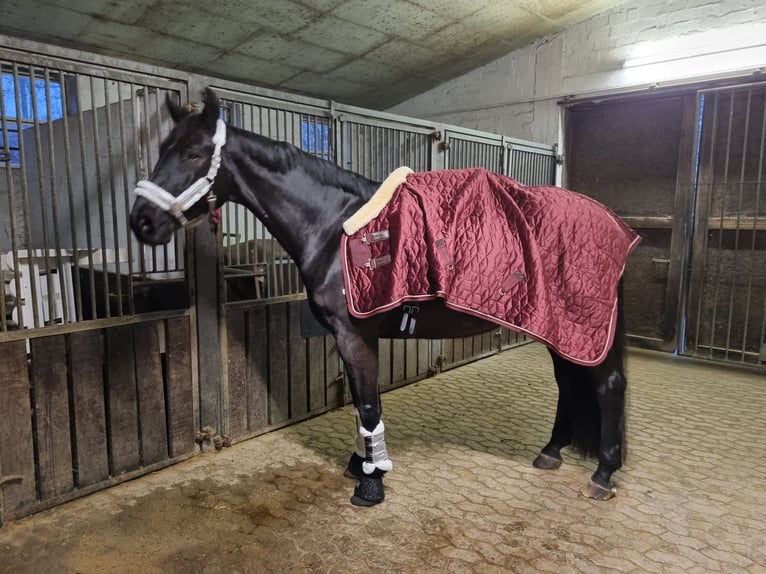 Oldenburger Wallach 13 Jahre 180 cm Schwarzbrauner in Nordholz