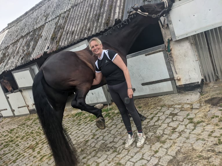 Oldenburger Wallach 13 Jahre 180 cm Schwarzbrauner in Nordholz