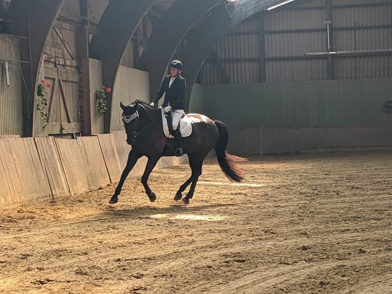 Oldenburger Wallach 13 Jahre 180 cm Schwarzbrauner in Nordholz