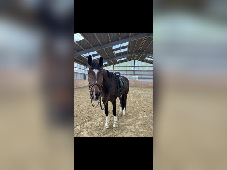 Oldenburger Wallach 13 Jahre 183 cm Dunkelbrauner in Halver