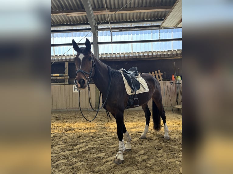 Oldenburger Wallach 13 Jahre 183 cm Dunkelbrauner in Halver