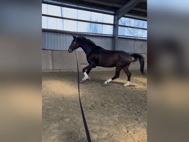 Oldenburger Wallach 13 Jahre 183 cm Dunkelbrauner in Halver