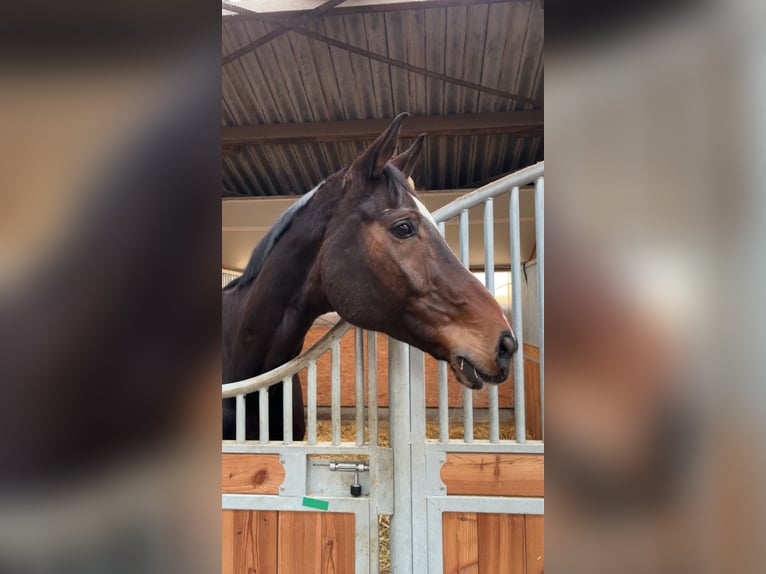 Oldenburger Wallach 13 Jahre 183 cm Dunkelbrauner in Halver