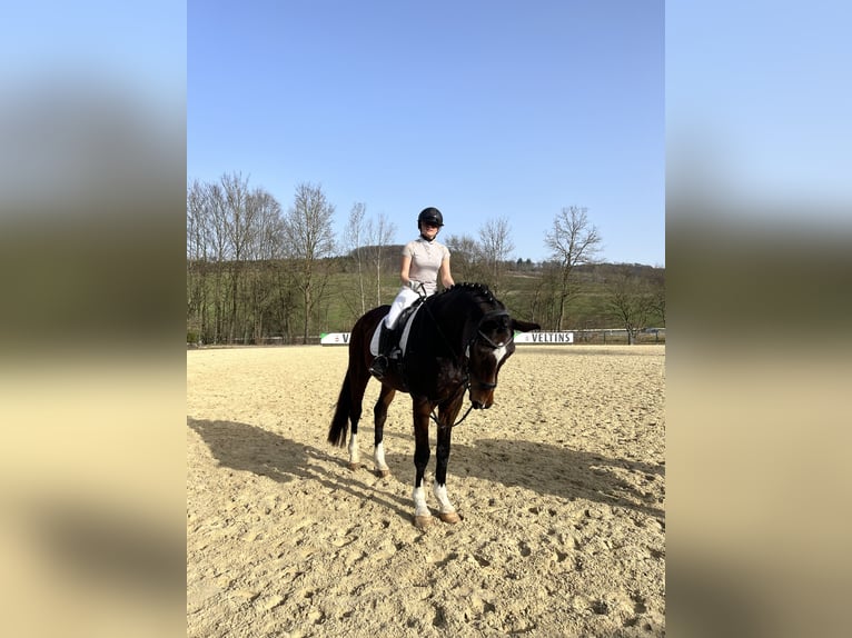 Oldenburger Wallach 13 Jahre 183 cm Dunkelbrauner in Balve