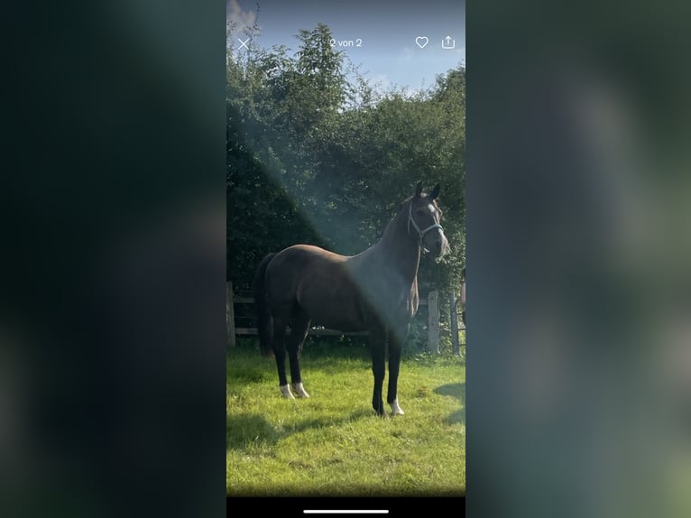 Oldenburger Wallach 14 Jahre 160 cm Schwarzbrauner in Kiel