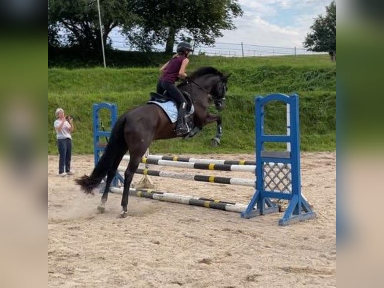 Oldenburger Wallach 14 Jahre 163 cm Schwarzbrauner in Achterwehr