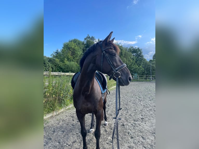 Oldenburger Wallach 14 Jahre 163 cm Schwarzbrauner in Achterwehr
