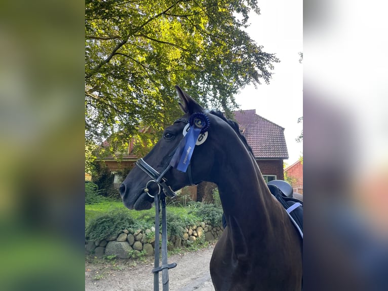 Oldenburger Wallach 14 Jahre 163 cm Schwarzbrauner in Achterwehr
