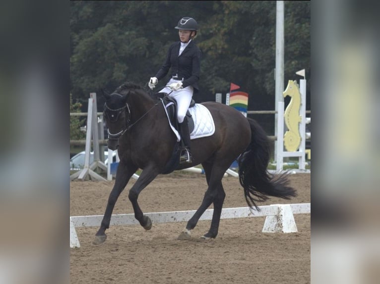 Oldenburger Wallach 14 Jahre 163 cm Schwarzbrauner in Achterwehr