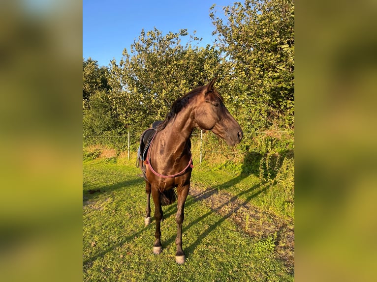 Oldenburger Wallach 14 Jahre 163 cm Schwarzbrauner in Achterwehr