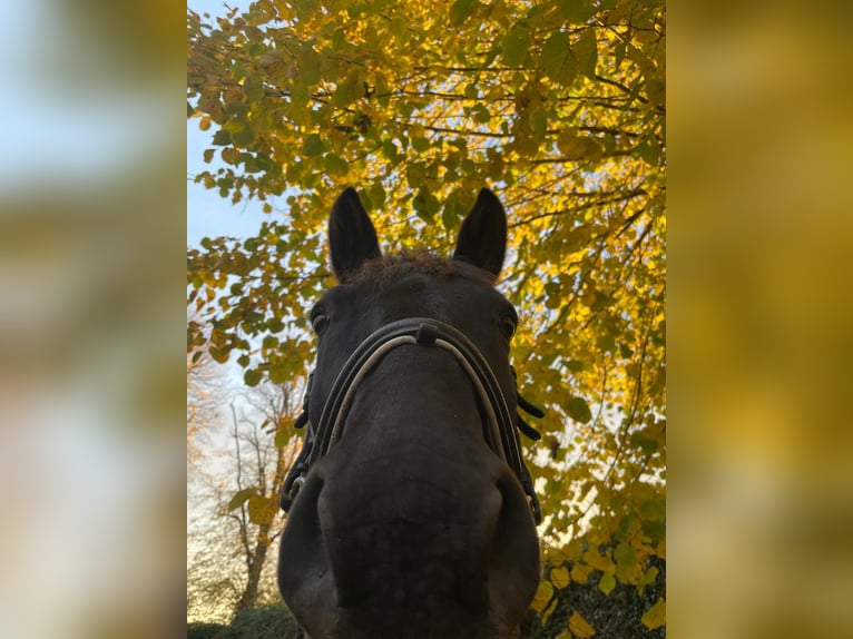 Oldenburger Wallach 14 Jahre 163 cm Schwarzbrauner in Achterwehr