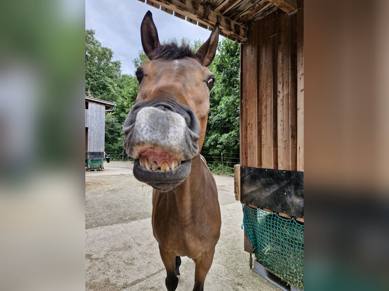 Oldenburger Wallach 14 Jahre 165 cm Brauner in Miesenbach