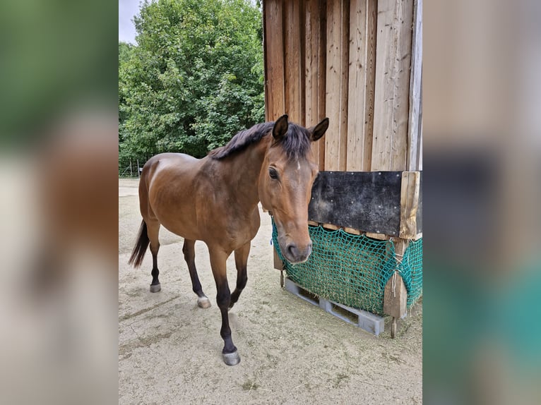 Oldenburger Wallach 14 Jahre 165 cm Brauner in Miesenbach