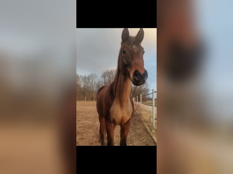 Oldenburger Wallach 14 Jahre 165 cm in Felixdorf