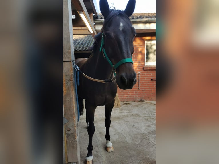 Oldenburger Wallach 14 Jahre 166 cm Dunkelbrauner in Meyenburg