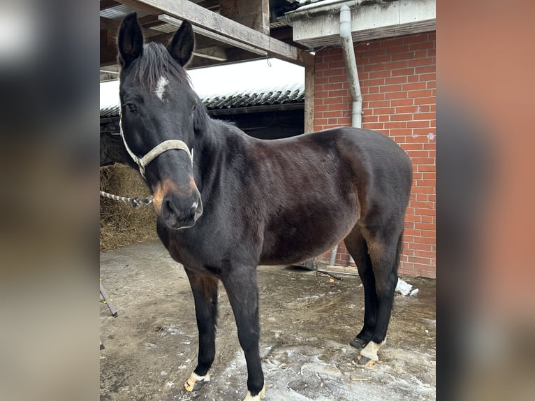 Oldenburger Wallach 14 Jahre 166 cm Dunkelbrauner in Meyenburg