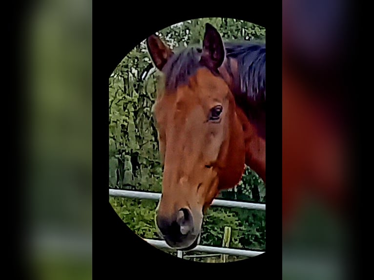 Oldenburger Wallach 14 Jahre 168 cm Brauner in Greng