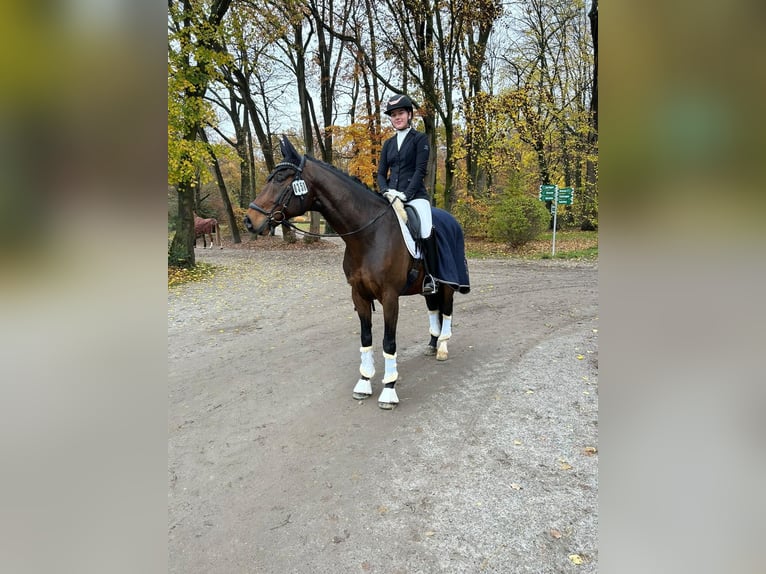 Oldenburger Wallach 14 Jahre 168 cm Dunkelbrauner in Biel-Benken BL