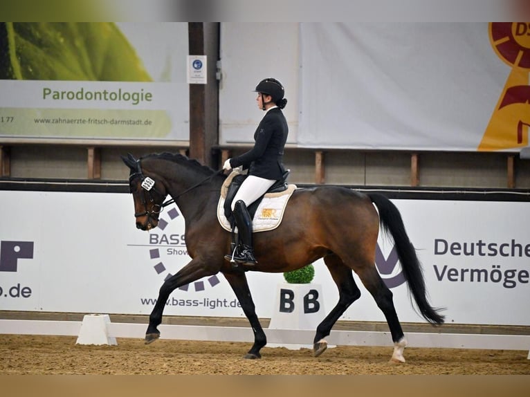 Oldenburger Wallach 14 Jahre 168 cm Dunkelbrauner in Biel-Benken BL