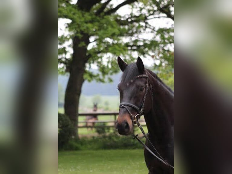 Oldenburger Wallach 14 Jahre 170 cm Dunkelbrauner in Marloffstein