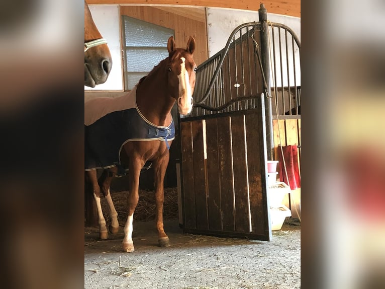 Oldenburger Wallach 14 Jahre 170 cm Fuchs in Sankt Valentin