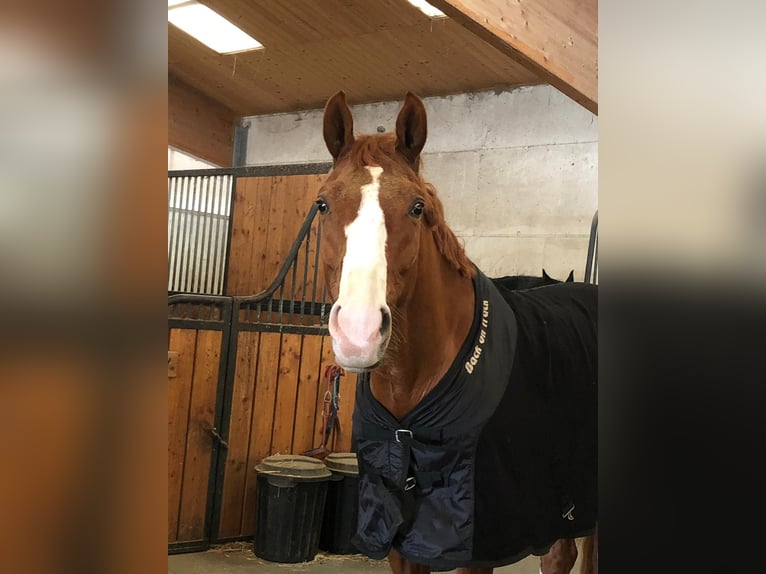 Oldenburger Wallach 14 Jahre 170 cm Fuchs in Sankt Valentin