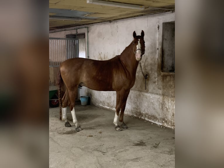 Oldenburger Wallach 14 Jahre 170 cm Fuchs in Sankt Valentin