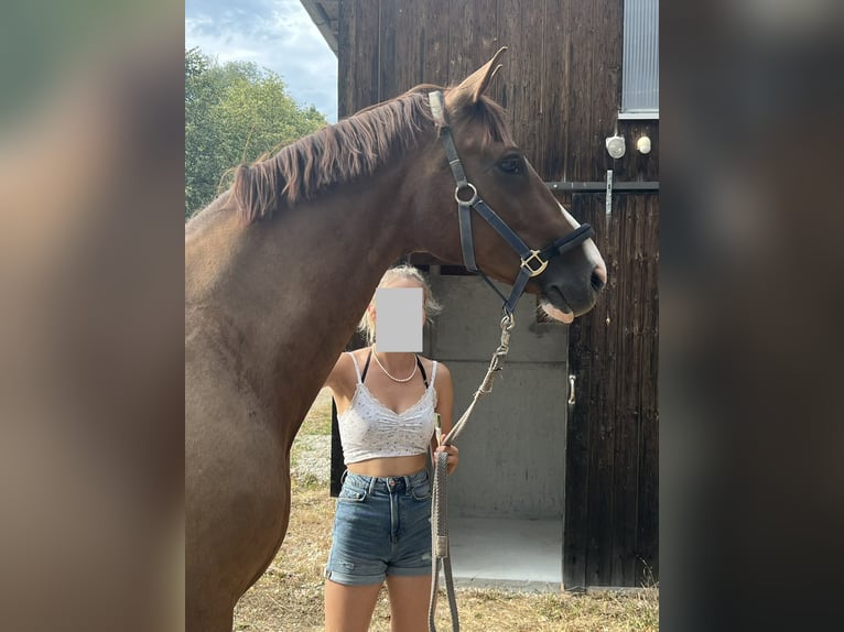 Oldenburger Wallach 14 Jahre 171 cm Dunkelfuchs in Mariaposching ( bei Deggendorf )