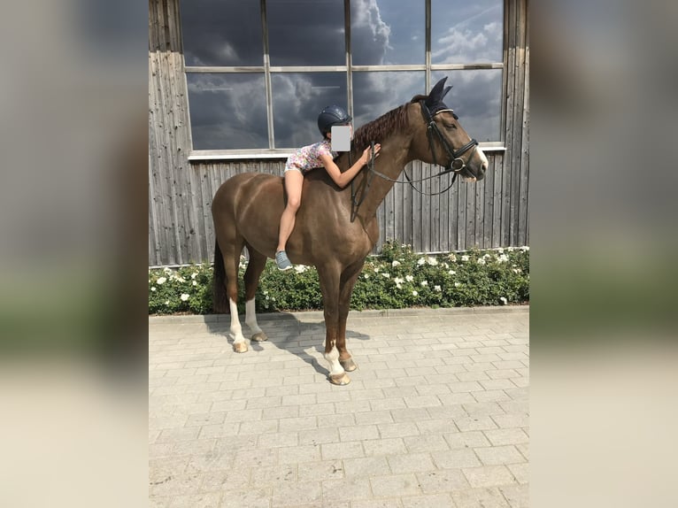Oldenburger Wallach 14 Jahre 171 cm Dunkelfuchs in Mariaposching ( bei Deggendorf )