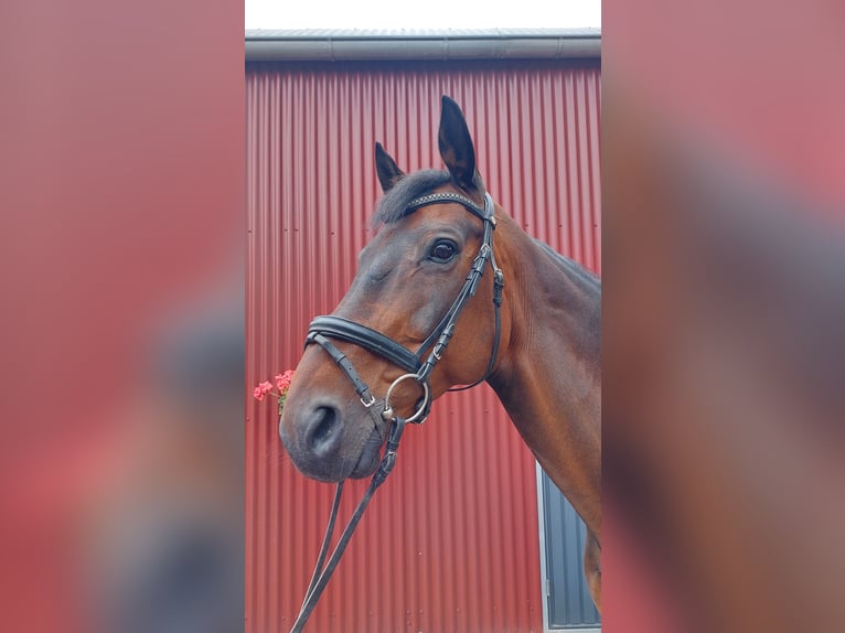 Oldenburger Wallach 14 Jahre 172 cm Dunkelbrauner in Stuhr