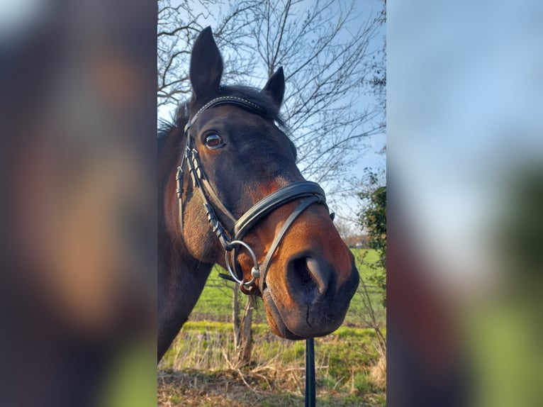 Oldenburger Wallach 14 Jahre 172 cm Dunkelbrauner in Stuhr