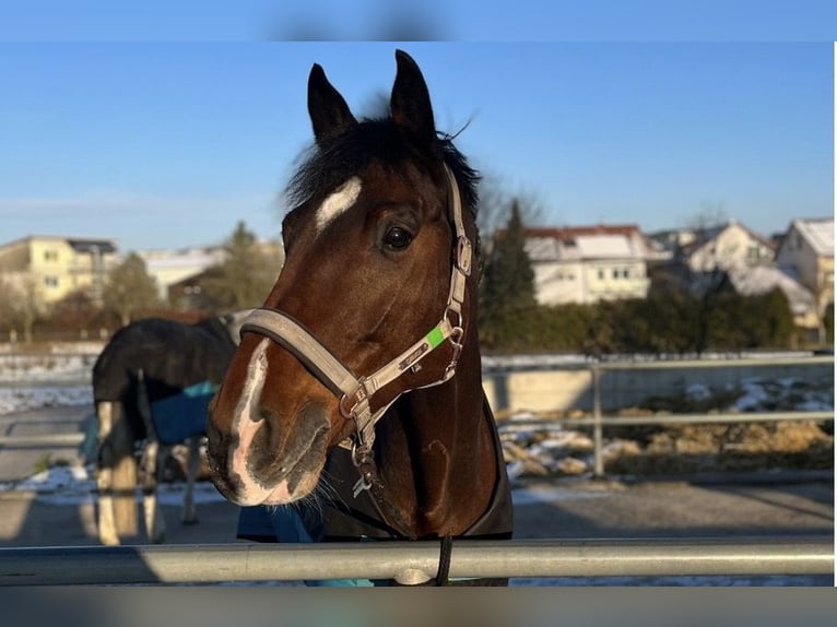 Oldenburger Wallach 14 Jahre 172 cm Schwarzbrauner in Assamstadt