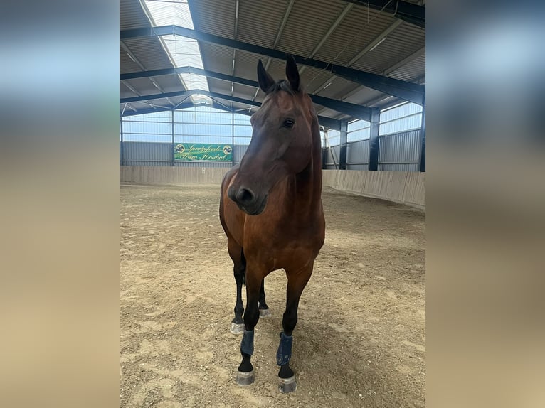 Oldenburger Wallach 14 Jahre 173 cm Dunkelbrauner in Pischelsdorf