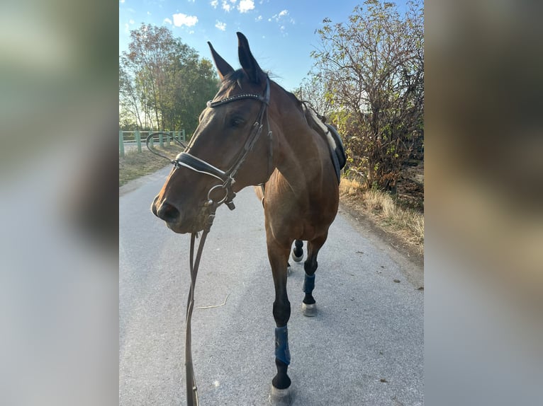 Oldenburger Wallach 14 Jahre 173 cm Dunkelbrauner in Pischelsdorf