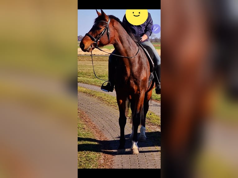 Oldenburger Wallach 14 Jahre 174 cm Brauner in Hoya I