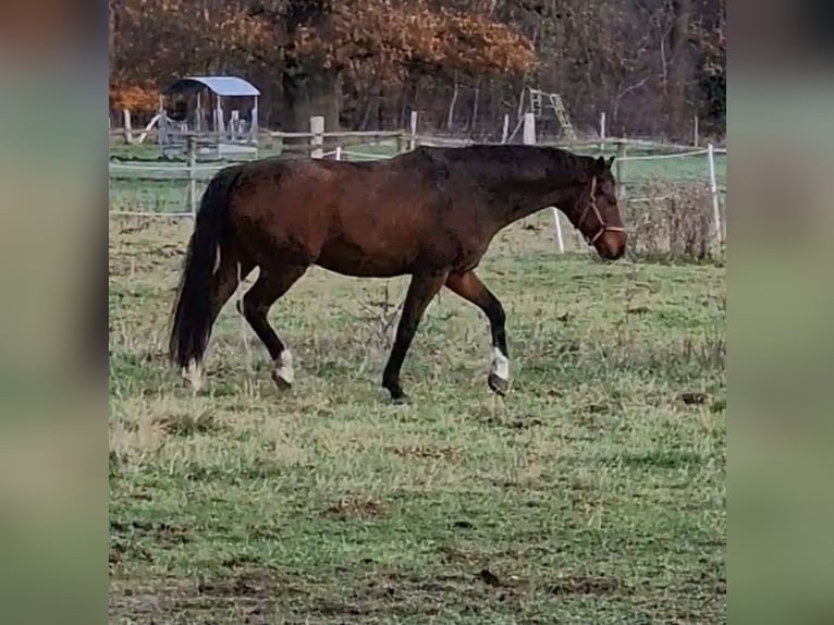 Oldenburger Wallach 14 Jahre 174 cm Brauner in Hoya I
