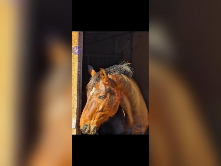 Oldenburger Wallach 14 Jahre 174 cm Brauner in Hoya I
