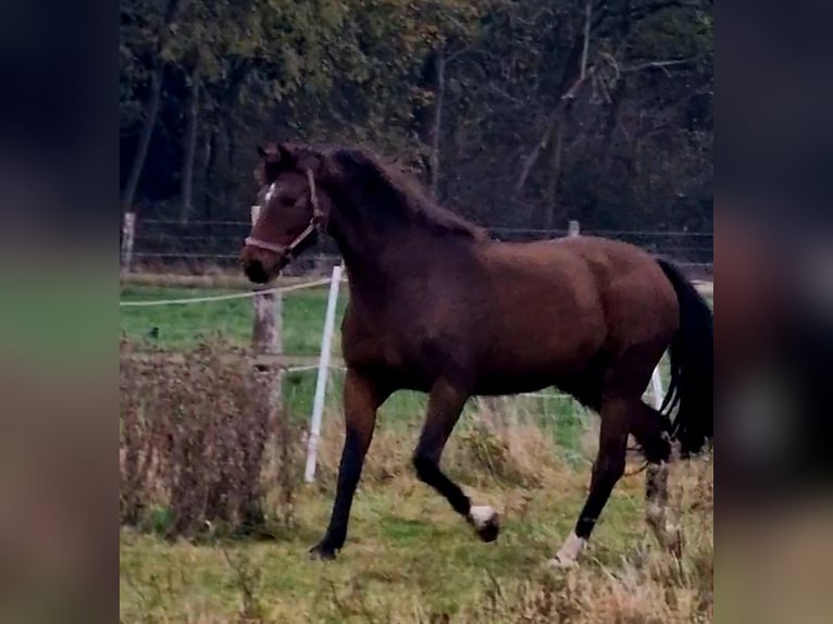 Oldenburger Wallach 14 Jahre 174 cm Brauner in Hoya I