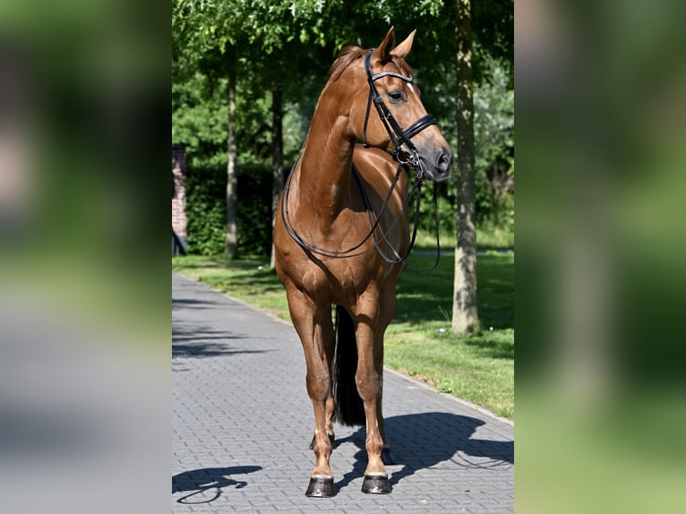 Oldenburger Wallach 14 Jahre 174 cm Fuchs in Nunspeet