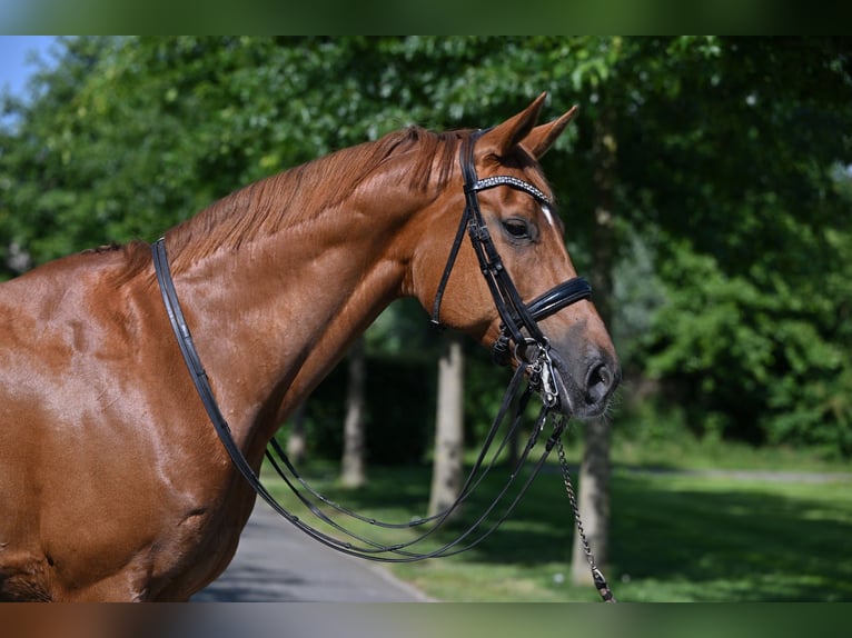 Oldenburger Wallach 14 Jahre 174 cm Fuchs in Nunspeet