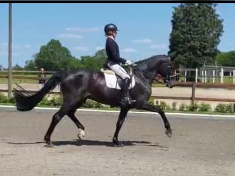 Oldenburger Wallach 14 Jahre 174 cm Schwarzbrauner in Bassum