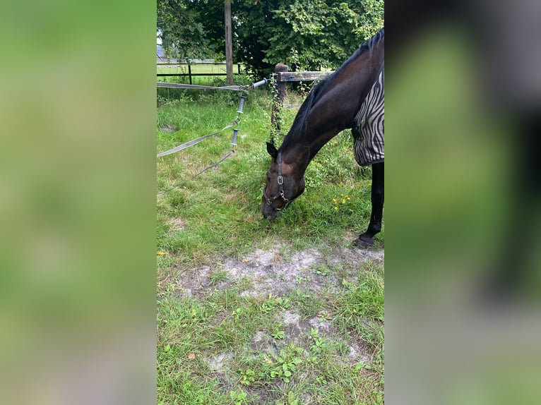 Oldenburger Wallach 14 Jahre 175 cm Dunkelbrauner in Verden (Aller) Walle