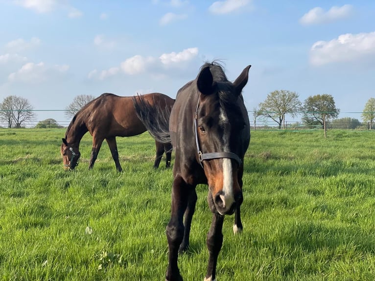 Oldenburger Wallach 14 Jahre 175 cm Dunkelbrauner in Verden (Aller) Walle