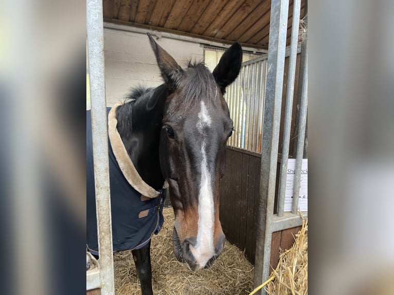 Oldenburger Wallach 14 Jahre 175 cm Dunkelbrauner in Verden (Aller) Walle
