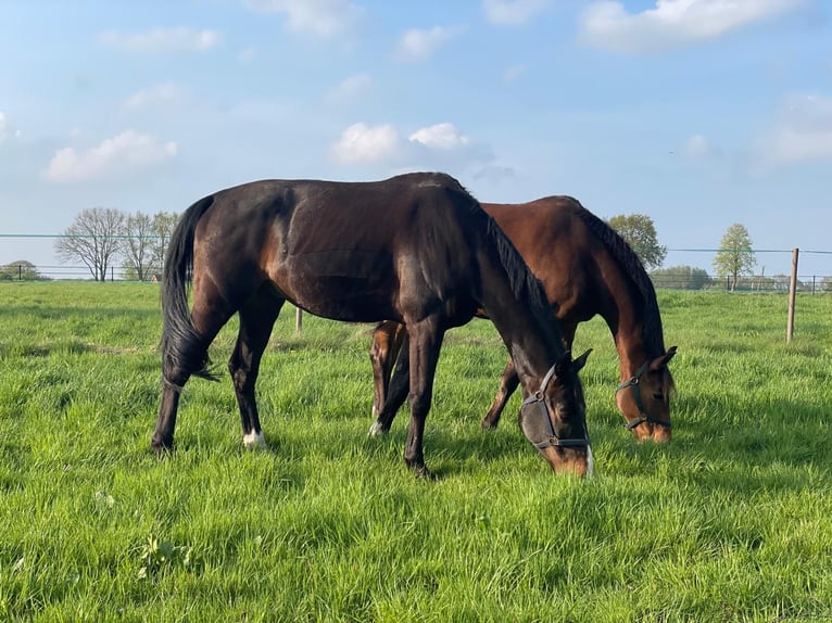 Oldenburger Wallach 14 Jahre 175 cm Dunkelbrauner in Verden (Aller) Walle