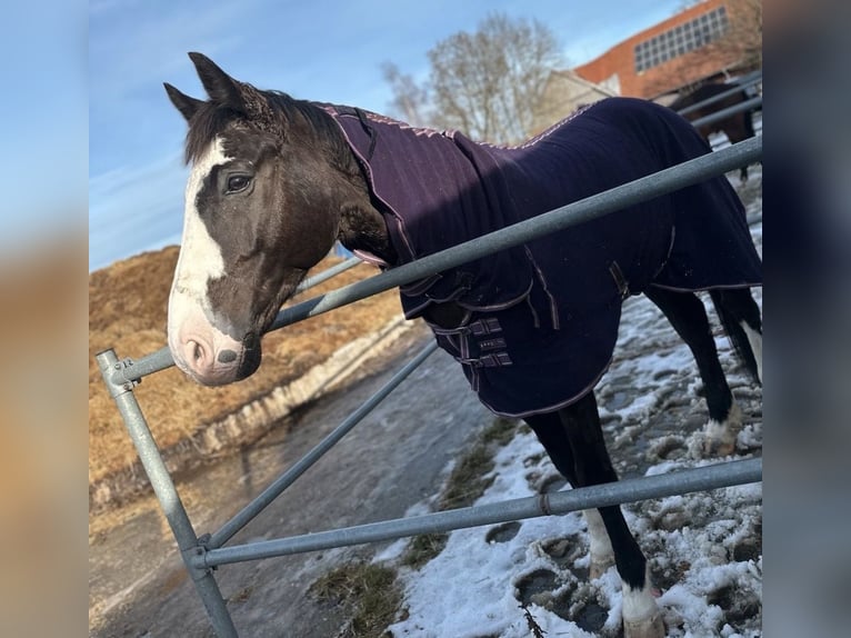 Oldenburger Wallach 14 Jahre 175 cm Dunkelbrauner in Memmingen