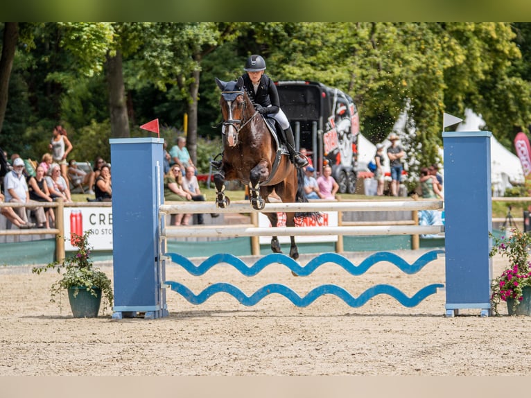 Oldenburger Wallach 14 Jahre 175 cm Dunkelbrauner in Friedberg
