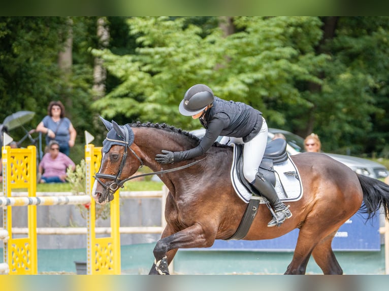 Oldenburger Wallach 14 Jahre 175 cm Dunkelbrauner in Friedberg