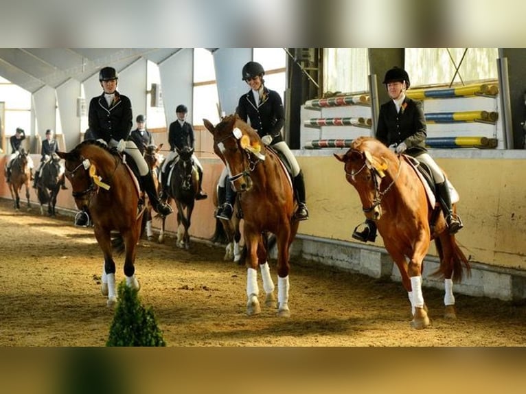 Oldenburger Wallach 14 Jahre 175 cm Dunkelfuchs in Schwerte