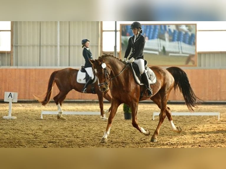 Oldenburger Wallach 14 Jahre 175 cm Dunkelfuchs in Schwerte